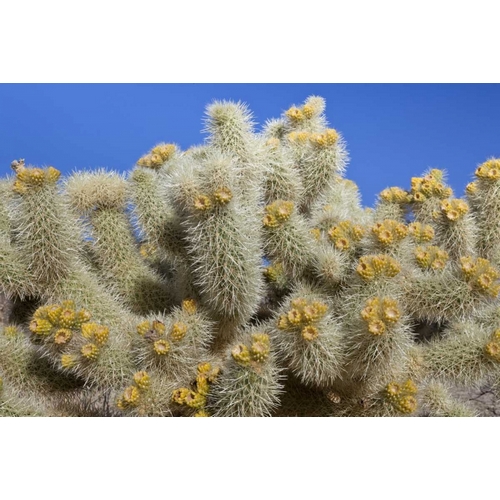 California, Joshua Tree NP Cholla cactus